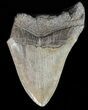 Bargain, Megalodon Tooth - South Carolina #47603-1